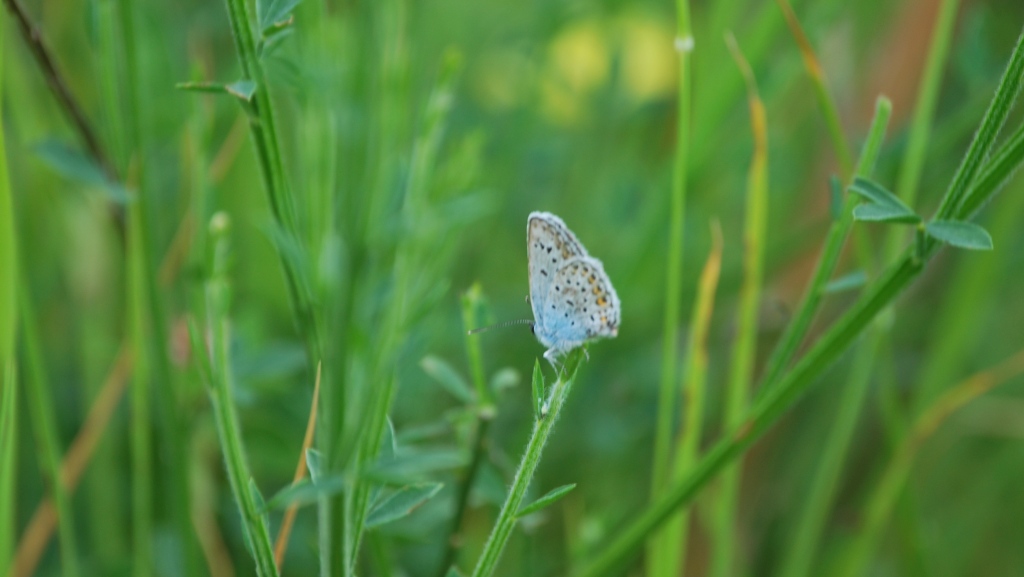 Forse Plebejus